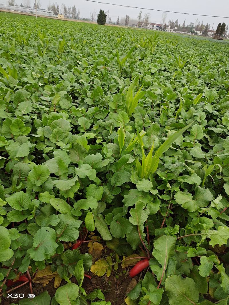萝卜迟熟红皮萝卜！甜脆多汁，无糠心！货源充足欢迎来电！