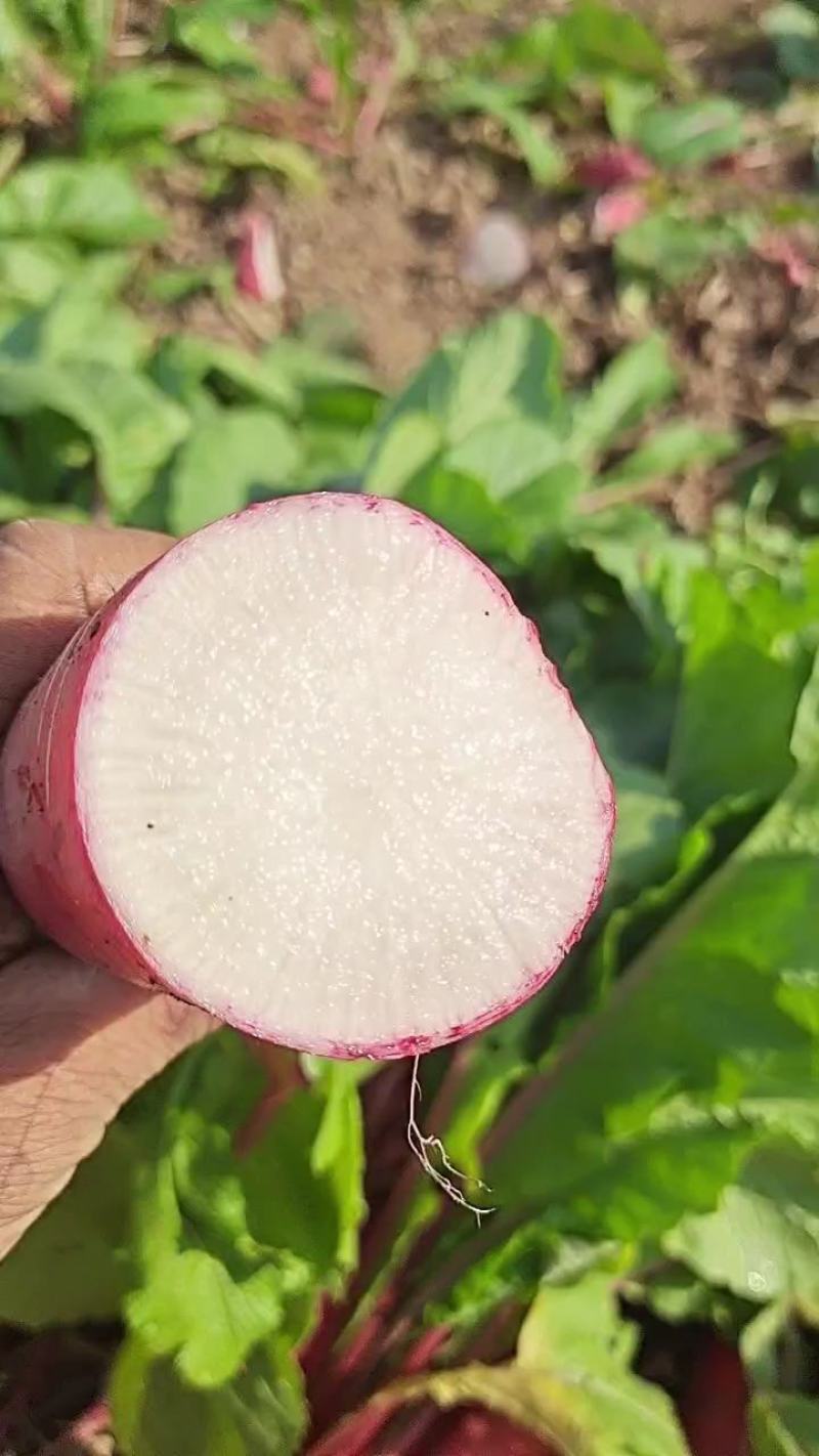 萝卜迟熟红皮萝卜！甜脆多汁，无糠心！货源充足欢迎来电！