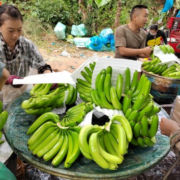 云南优质香蕉