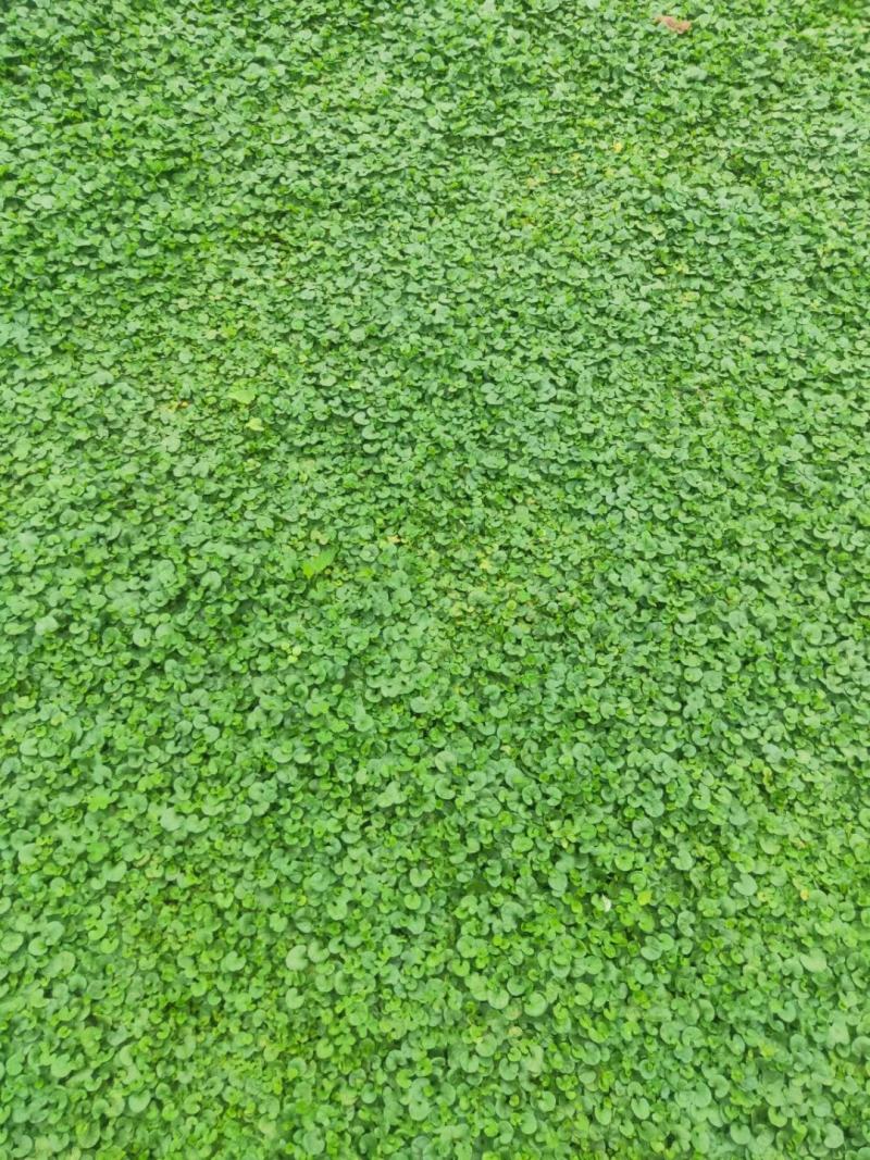 【推荐】精品马蹄金草坪免修剪草坪四私家花园高端小区别墅专用
