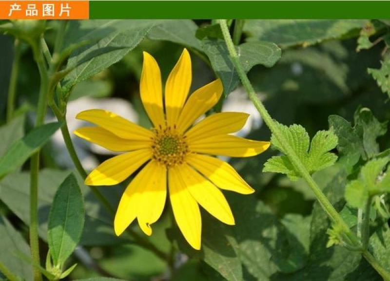 串叶松香草种子种子串叶松香草种子种子牲畜食用松香草