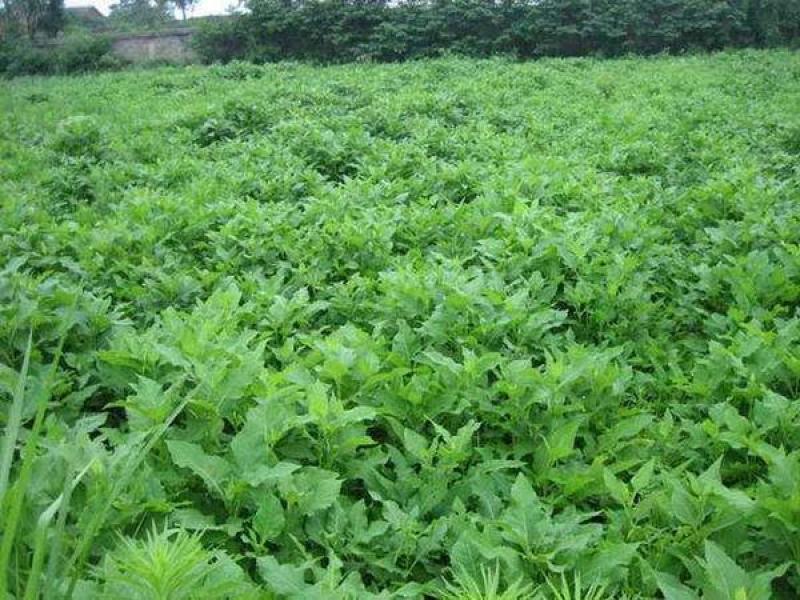 串叶松香草种子种子串叶松香草种子种子牲畜食用松香草