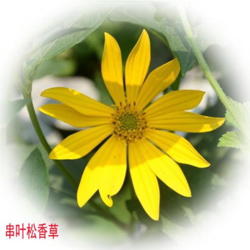 串叶松香草种子种子串叶松香草种子种子牲畜食用松香草