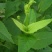 串叶松香草种子种子串叶松香草种子种子牲畜食用松香草