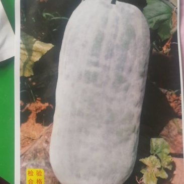 特大粉皮冬瓜种粉王巨型大冬瓜种子