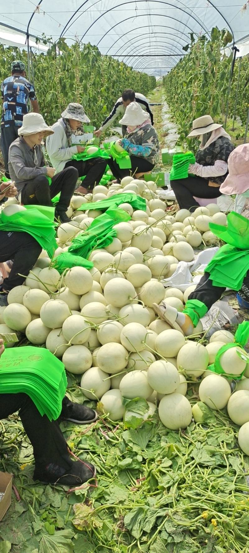 海南精品玉菇、超市，电商、团购、市场供应全国代发