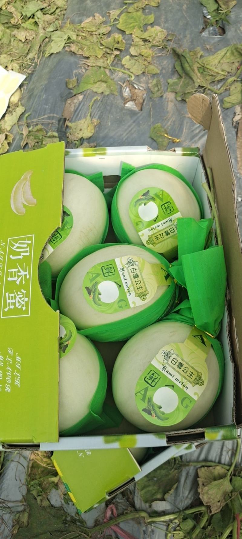海南精品玉菇、超市，电商、团购、市场供应全国代发