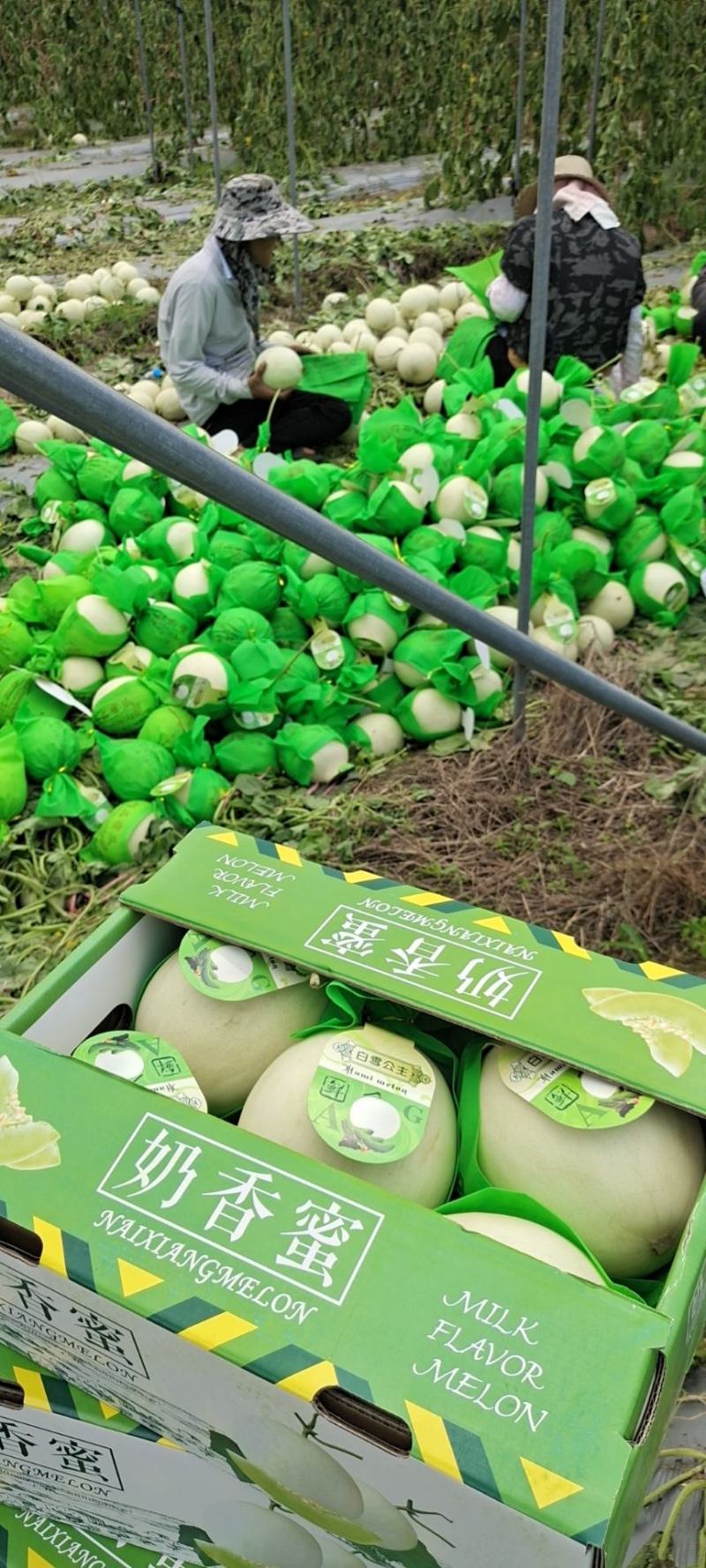 海南精品玉菇、超市，电商、团购、市场供应全国代发