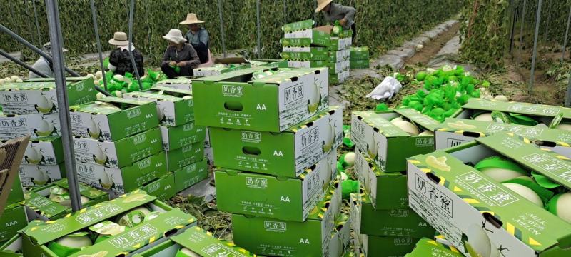 海南精品玉菇、超市，电商、团购、市场供应全国代发
