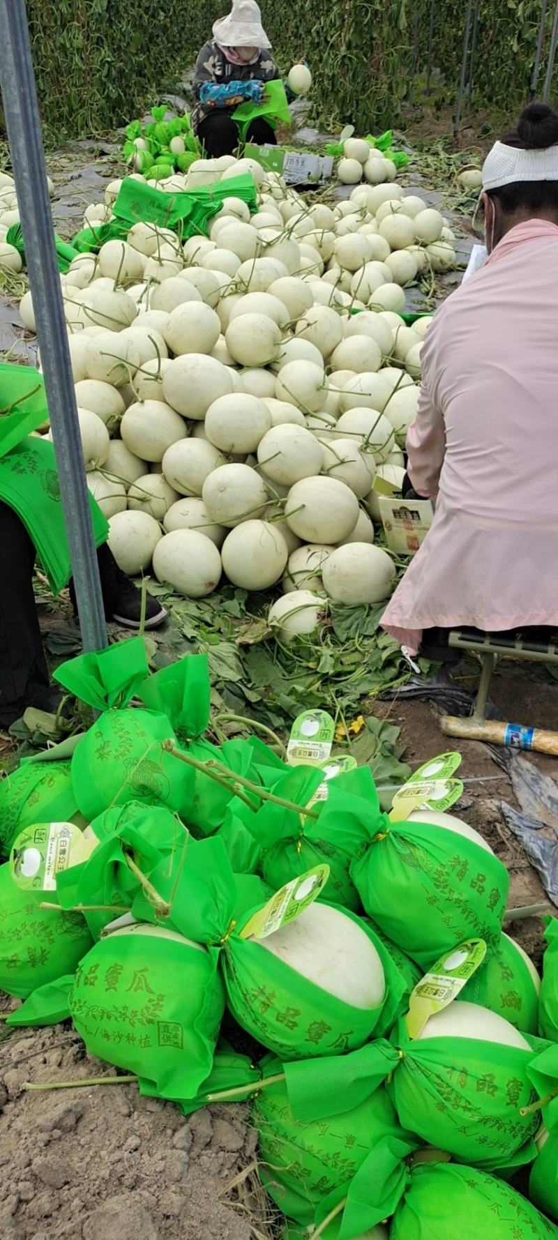 海南精品玉菇、超市，电商、团购、市场供应全国代发