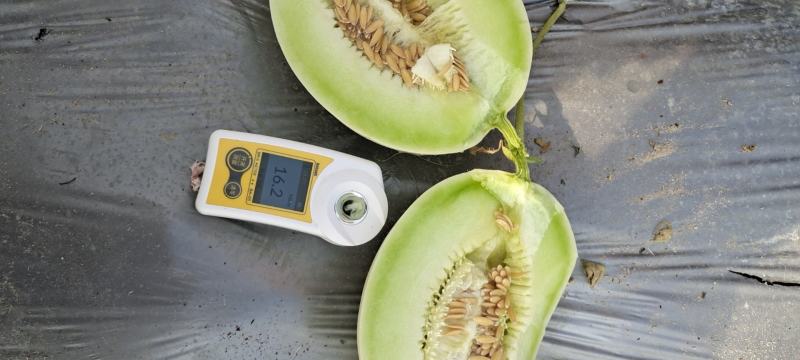 海南精品玉菇、超市，电商、团购、市场供应全国代发