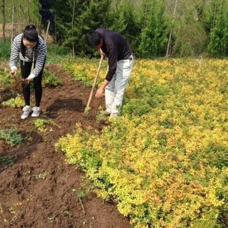 金山绣线菊