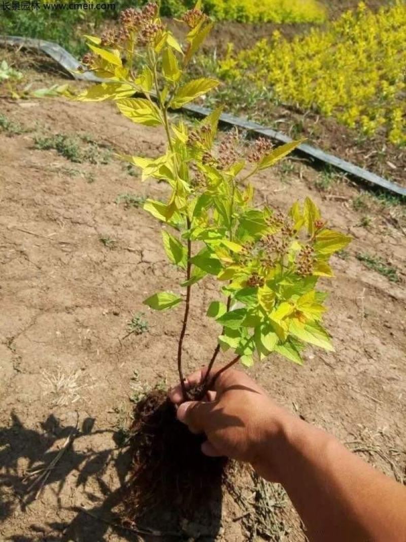 金山绣线菊