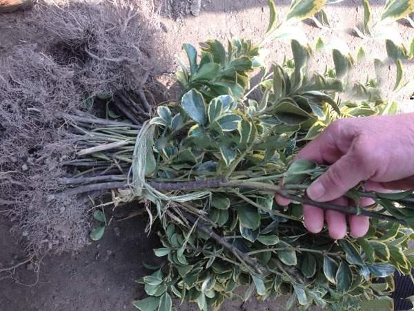 黄菠萝木用于室内装饰的展示图