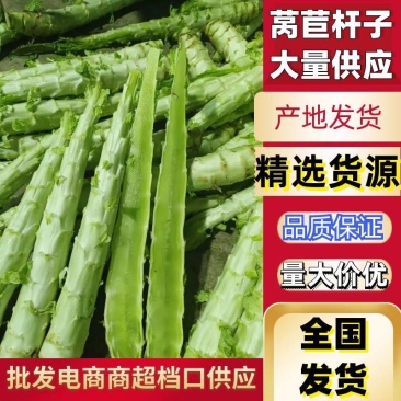 精选莴笋杆，青肉青皮无空心，产地直发，一手货源