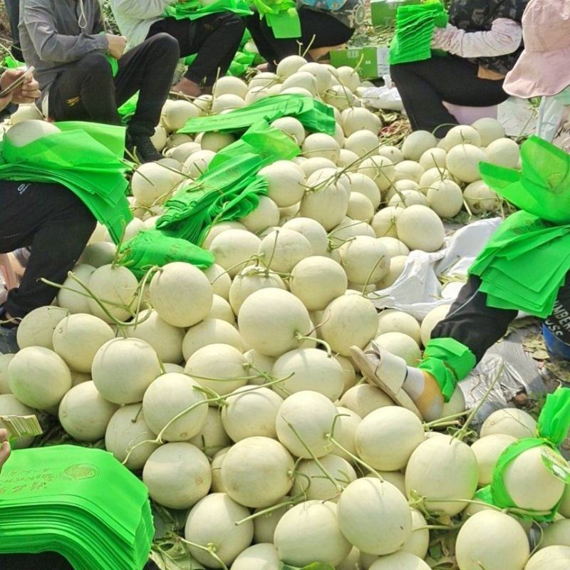 海南精品玉菇、超市，电商、团购、市场供应全国代发