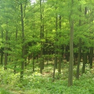 中山杉树