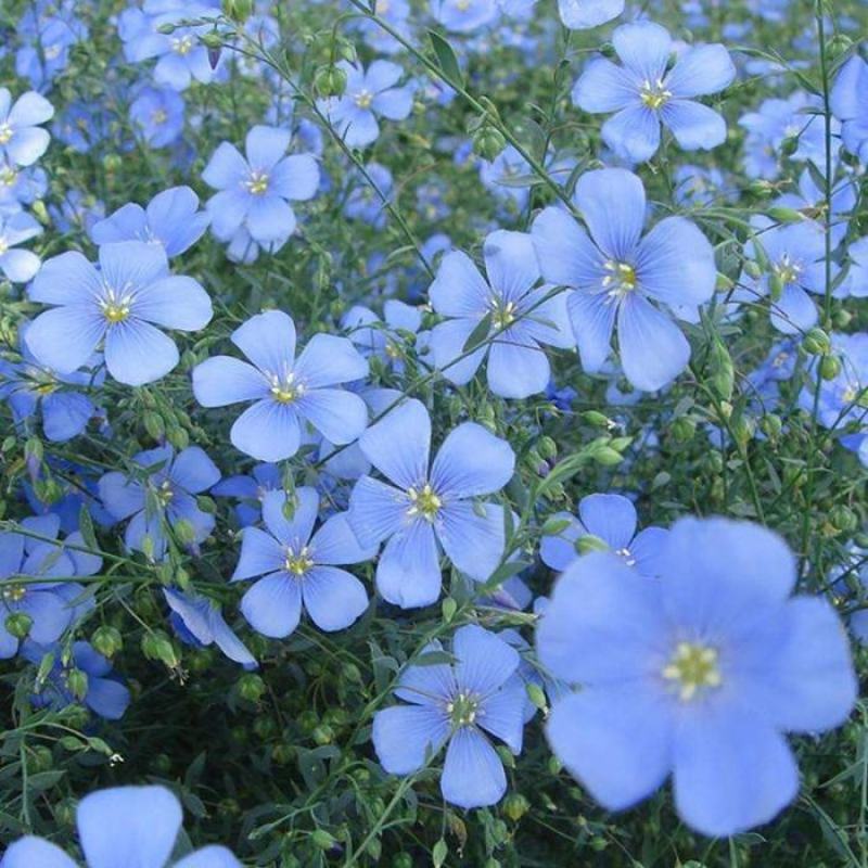 蓝花亚麻种子盆栽花卉阳台庭院花种子蓝亚麻花籽花海庭园花籽