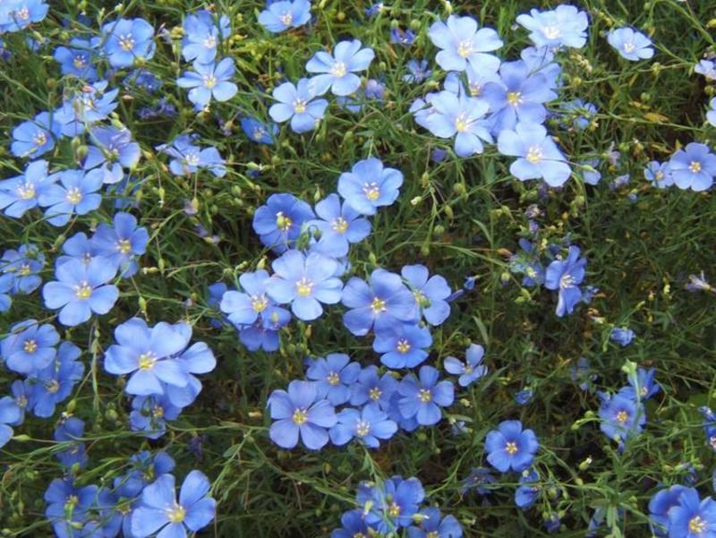 蓝花亚麻种子盆栽花卉阳台庭院花种子蓝亚麻花籽花海庭园花籽