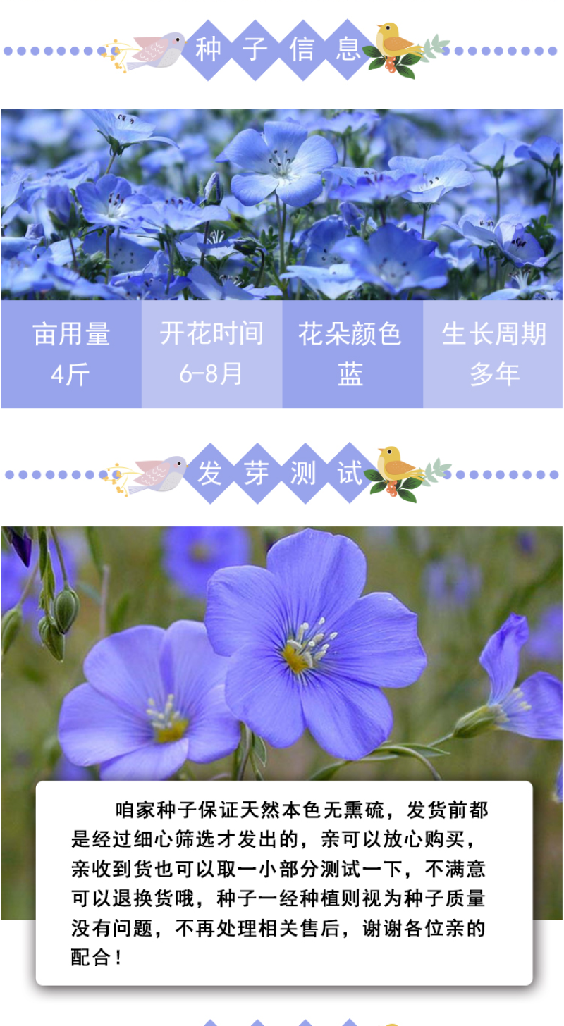 蓝花亚麻种子盆栽花卉阳台庭院花种子蓝亚麻花籽花海庭园花籽