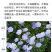 蓝花亚麻种子盆栽花卉阳台庭院花种子蓝亚麻花籽花海庭园花籽