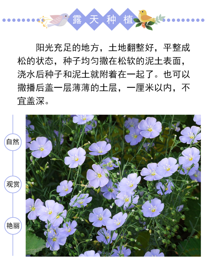 蓝花亚麻种子盆栽花卉阳台庭院花种子蓝亚麻花籽花海庭园花籽