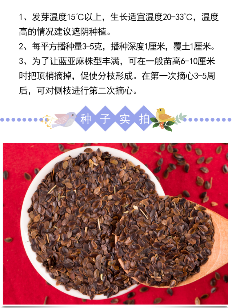 蓝花亚麻种子盆栽花卉阳台庭院花种子蓝亚麻花籽花海庭园花籽