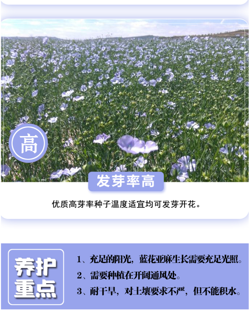 蓝花亚麻种子盆栽花卉阳台庭院花种子蓝亚麻花籽花海庭园花籽
