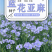 蓝花亚麻种子盆栽花卉阳台庭院花种子蓝亚麻花籽花海庭园花籽