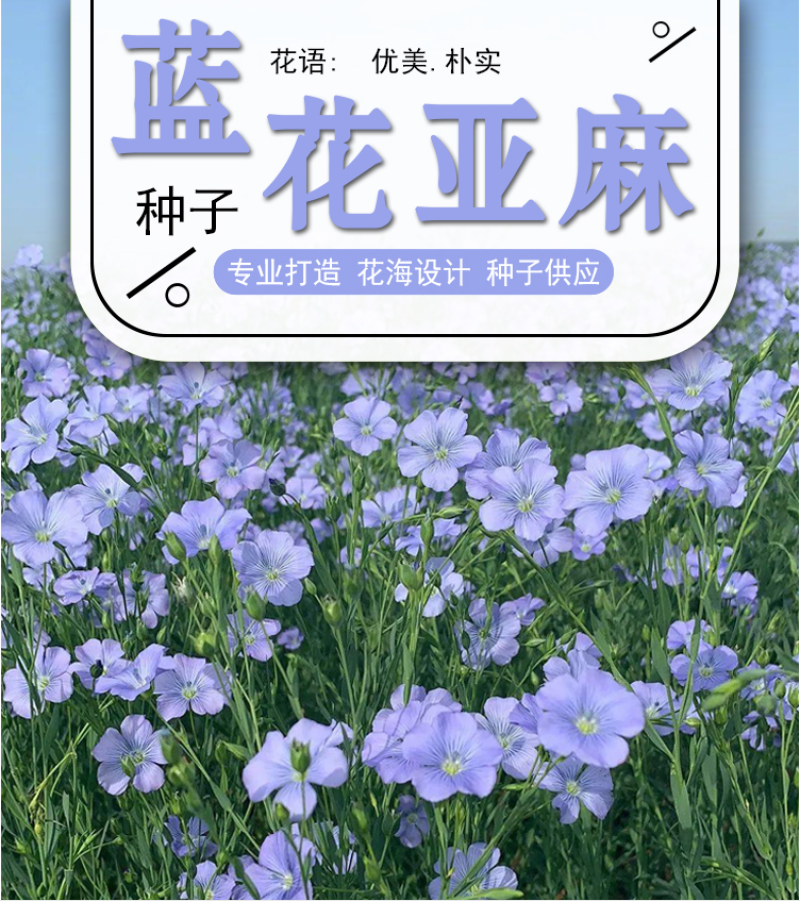 蓝花亚麻种子盆栽花卉阳台庭院花种子蓝亚麻花籽花海庭园花籽