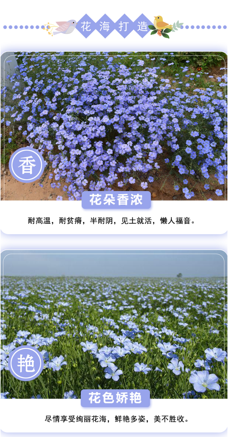 蓝花亚麻种子盆栽花卉阳台庭院花种子蓝亚麻花籽花海庭园花籽