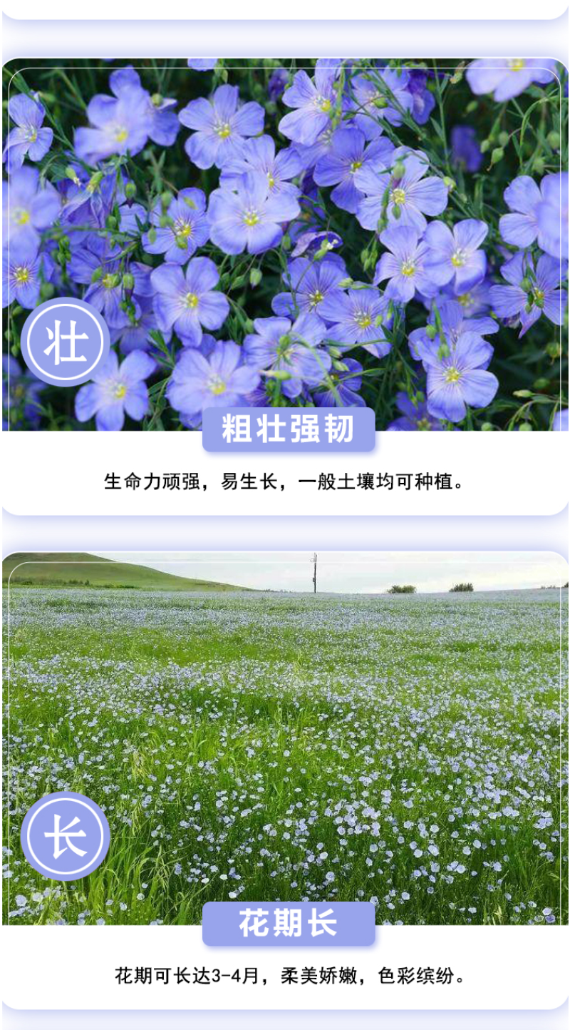 蓝花亚麻种子盆栽花卉阳台庭院花种子蓝亚麻花籽花海庭园花籽