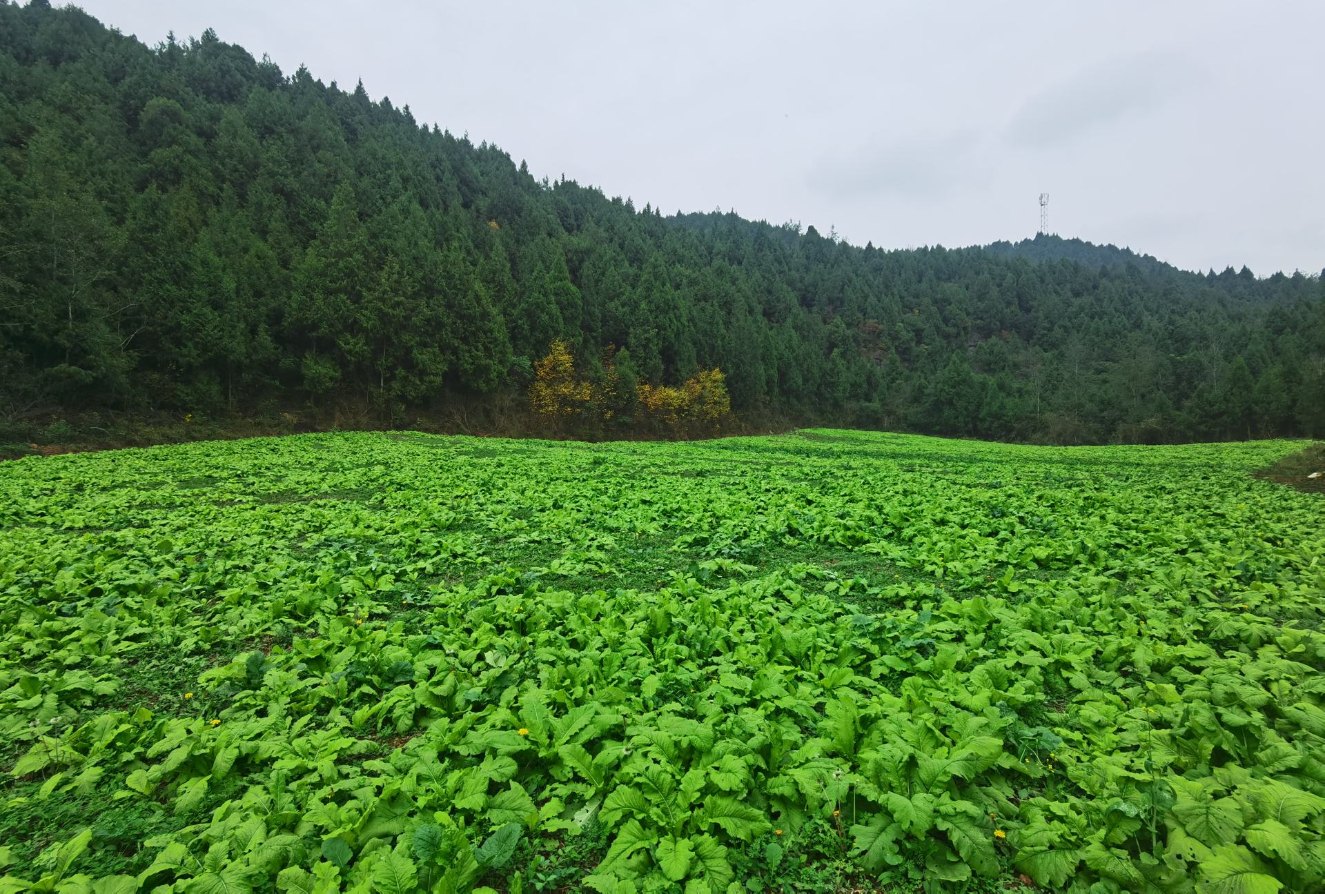 一片开阔的农田中,整齐排列的白萝卜部分露出土壤表面,根部洁白,叶片翠绿舒展,阳光洒落在菜叶上,呈现出自然清新的田园风光,背景为远处农舍和树木 白萝卜田间生长实景