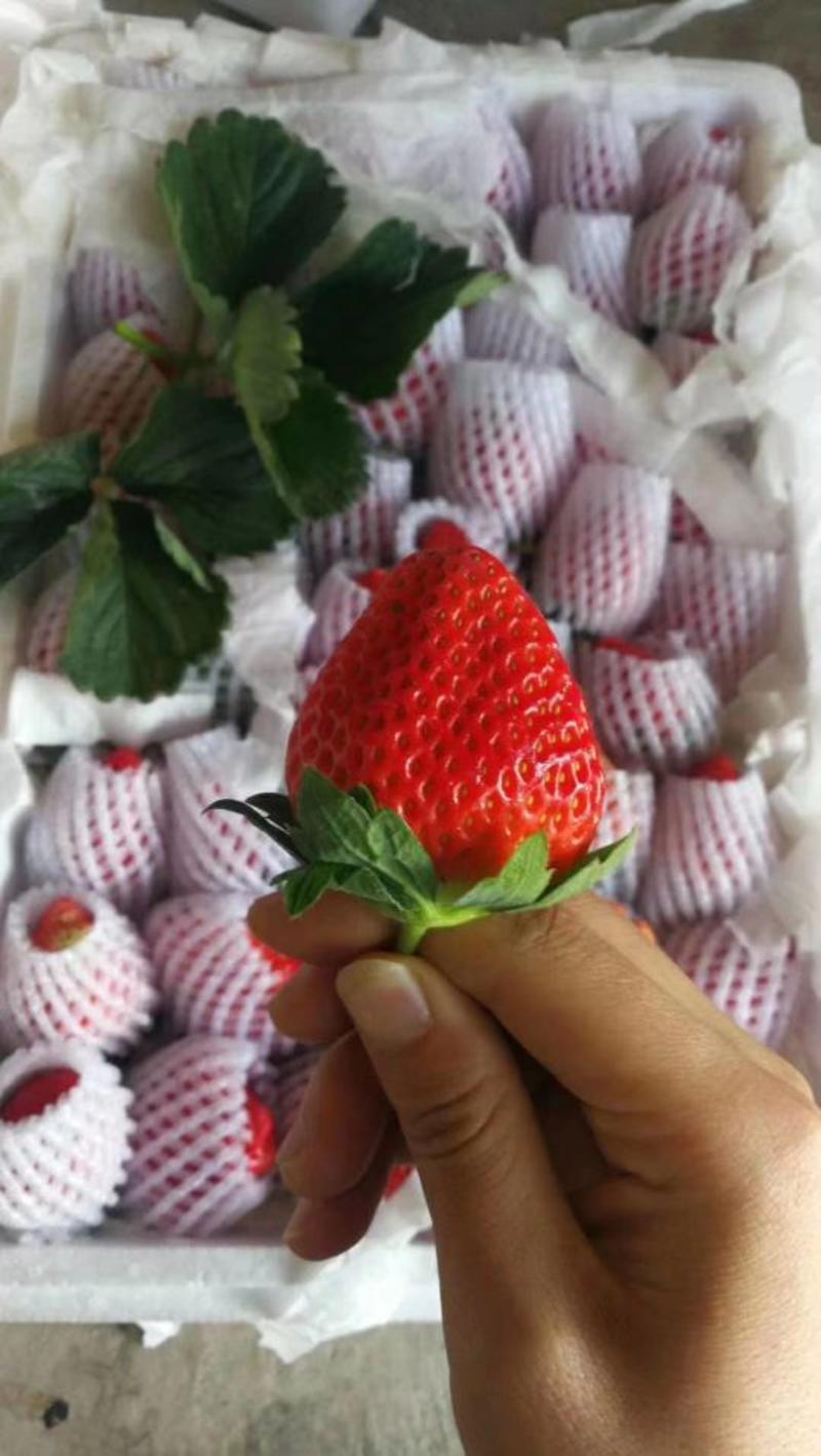 露天奶油草莓承接线上线下市场批发商超配送一件代发等等
