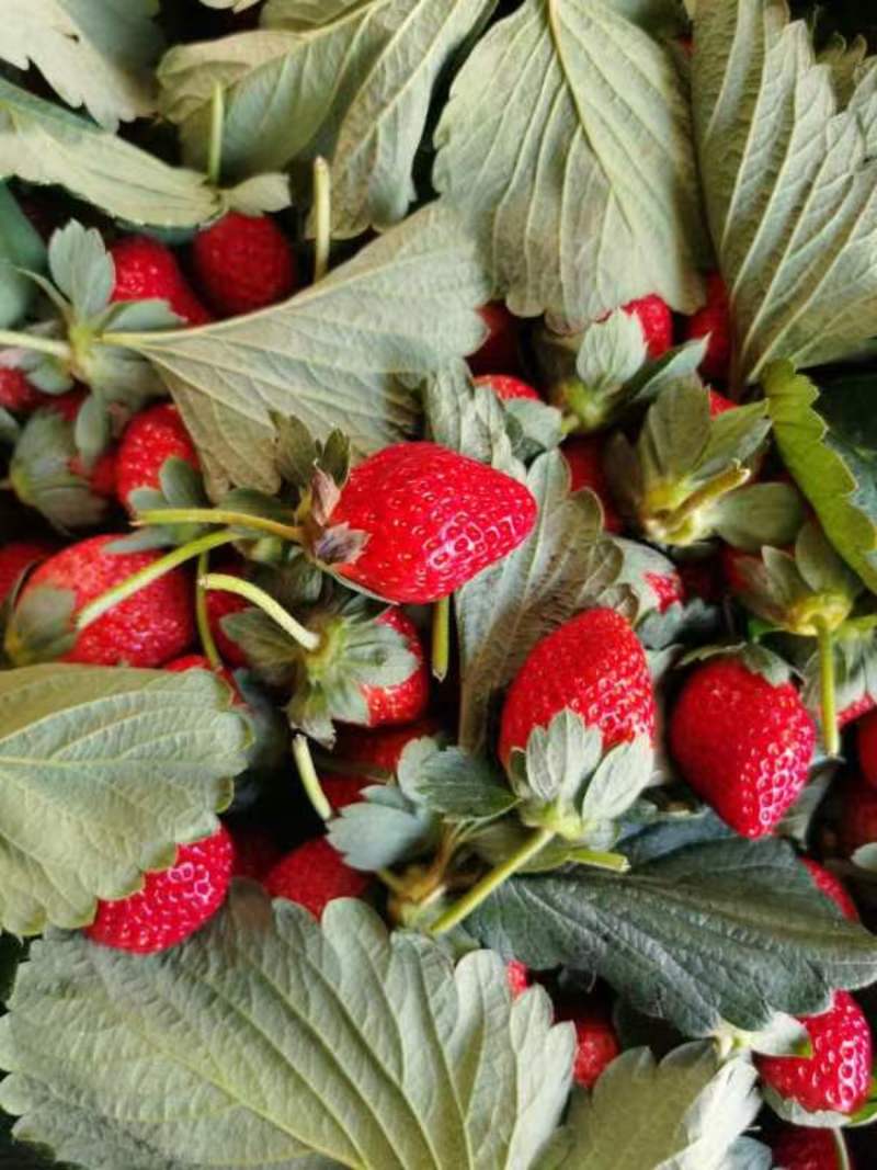 露天奶油草莓承接线上线下市场批发商超配送一件代发等等