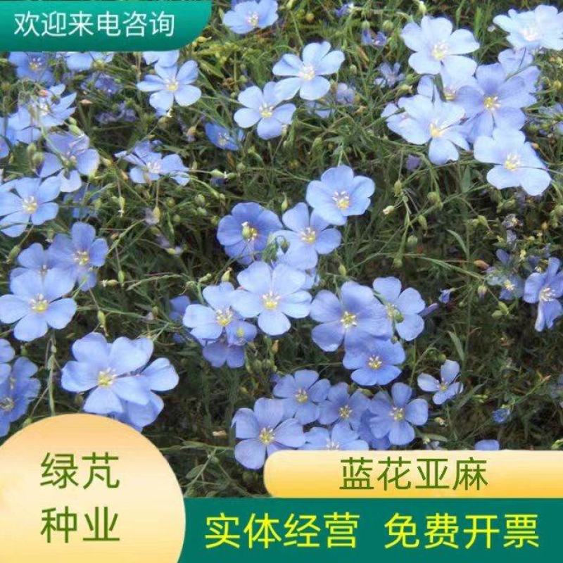 蓝花亚麻种子盆栽花卉阳台庭院花种子蓝亚麻花籽花海庭园花籽