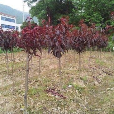 紫叶碧桃