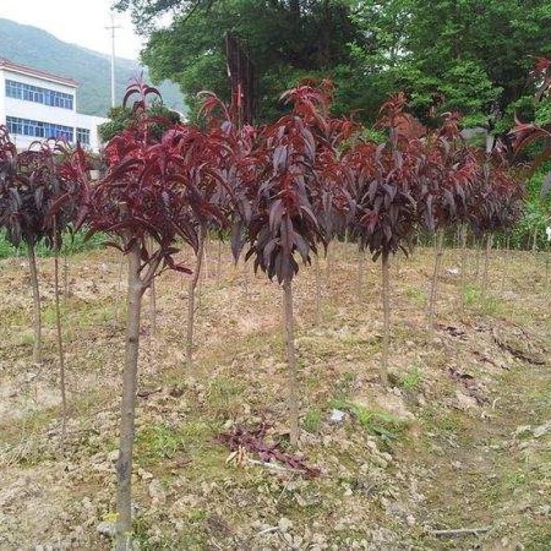 紫叶碧桃