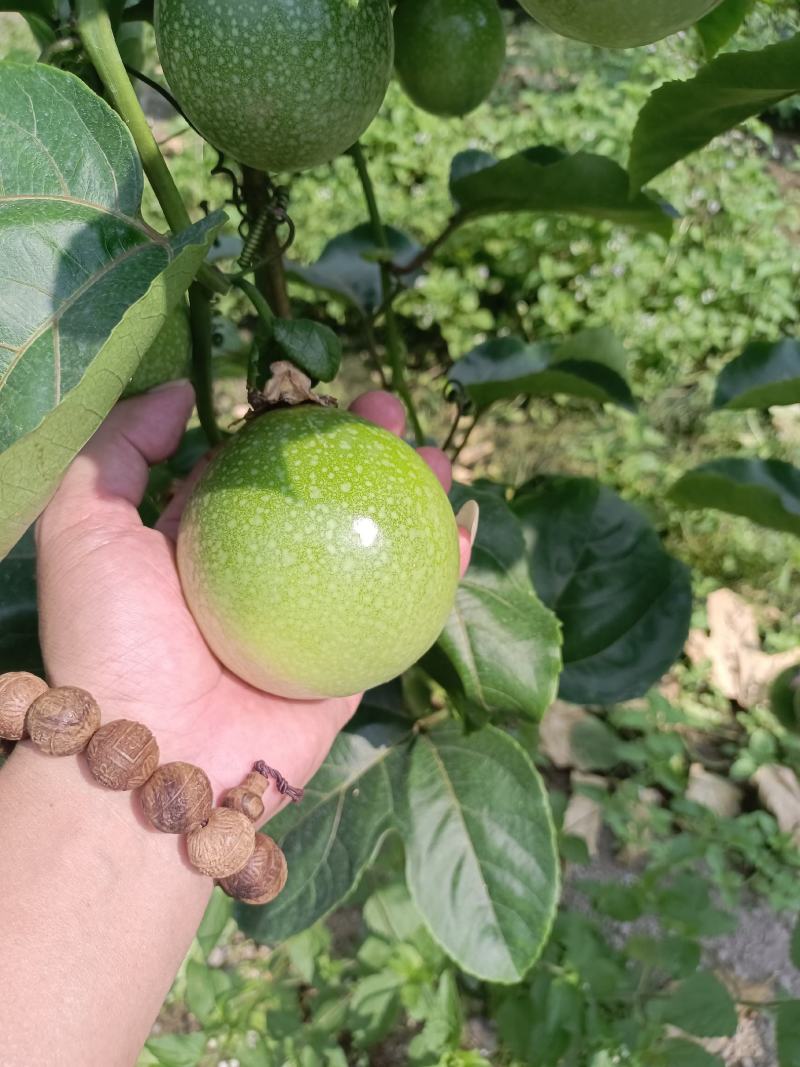 钦蜜9号百香果