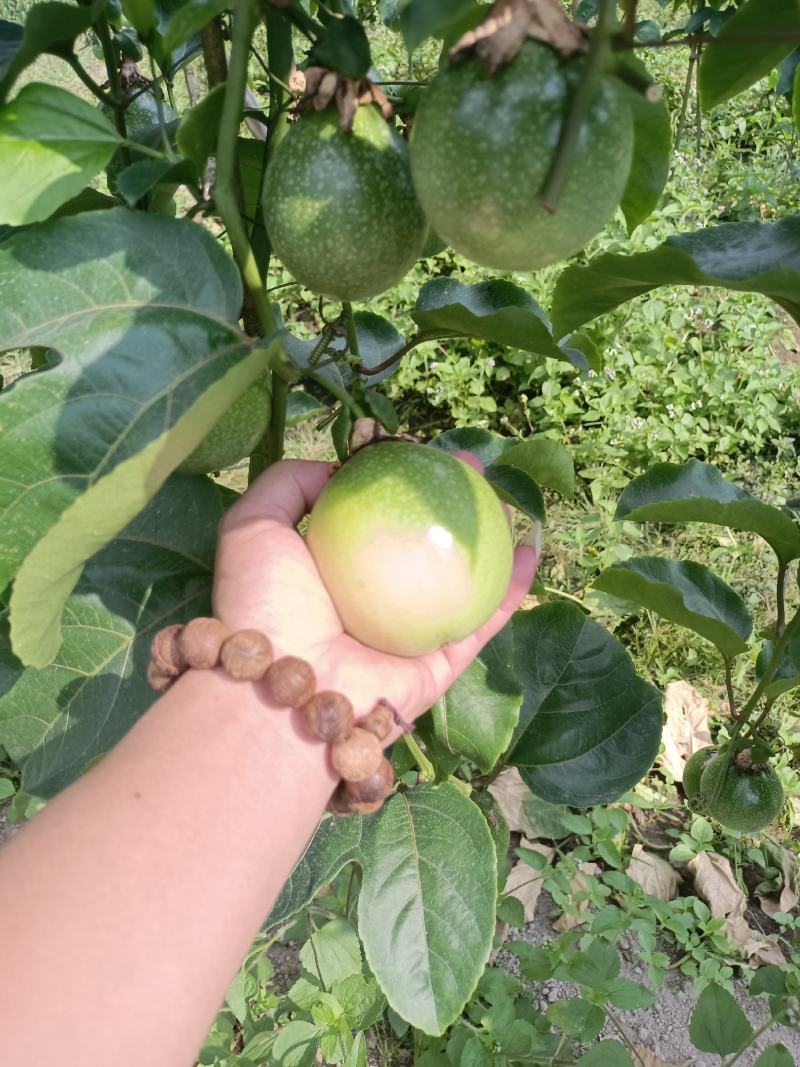 钦蜜9号百香果