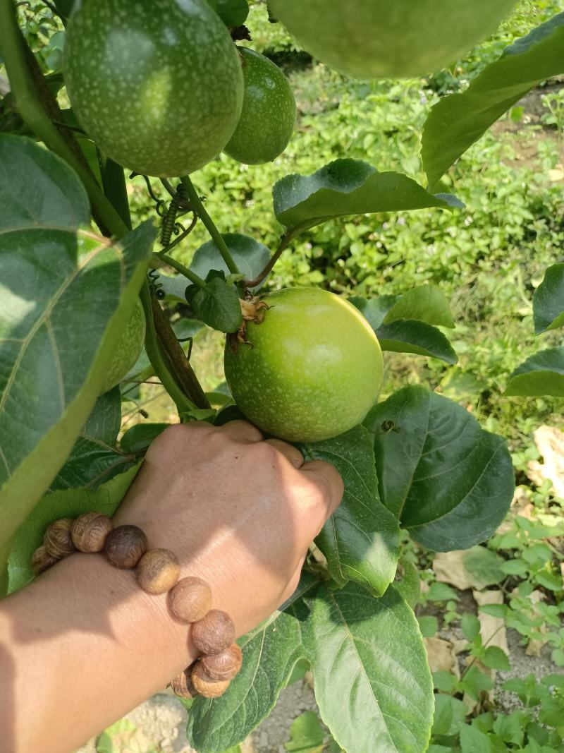 钦蜜9号百香果