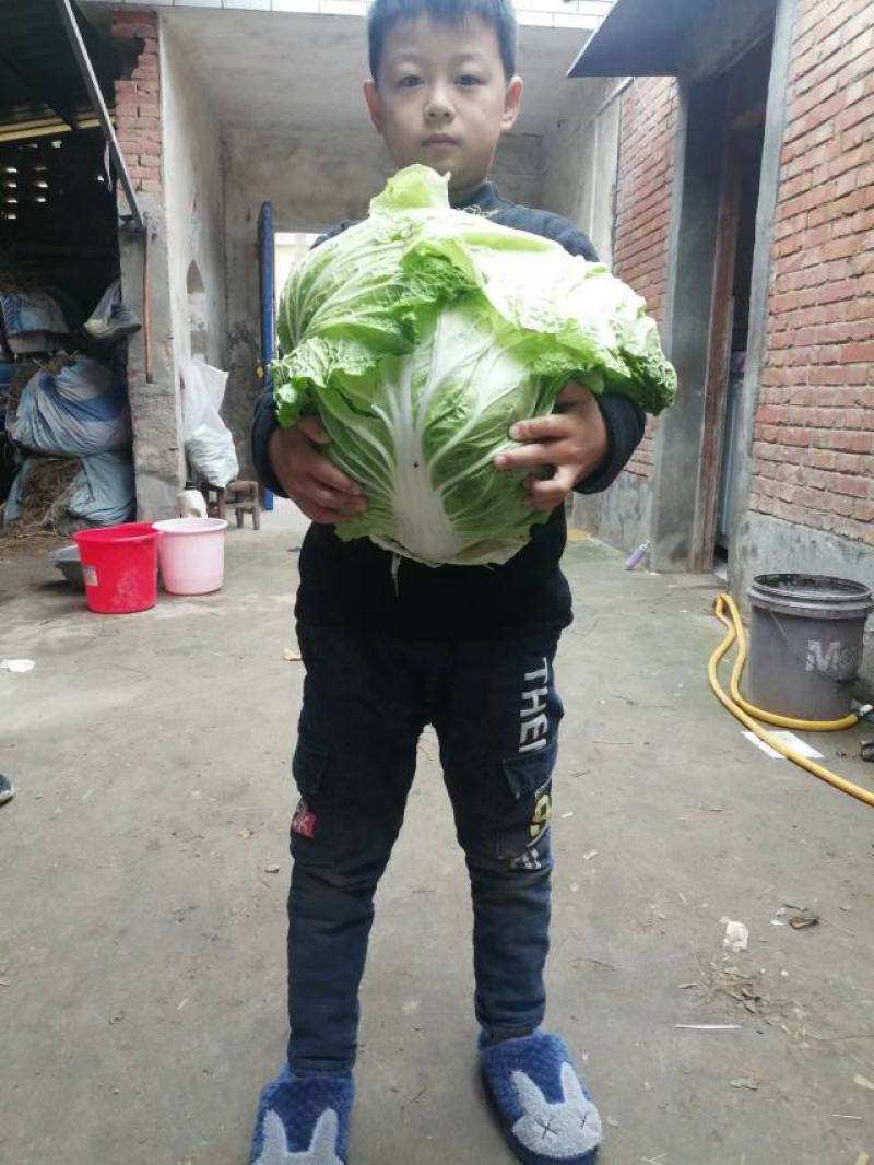 产地直供，东京868白菜，狮子头白菜，鸡腿大白菜