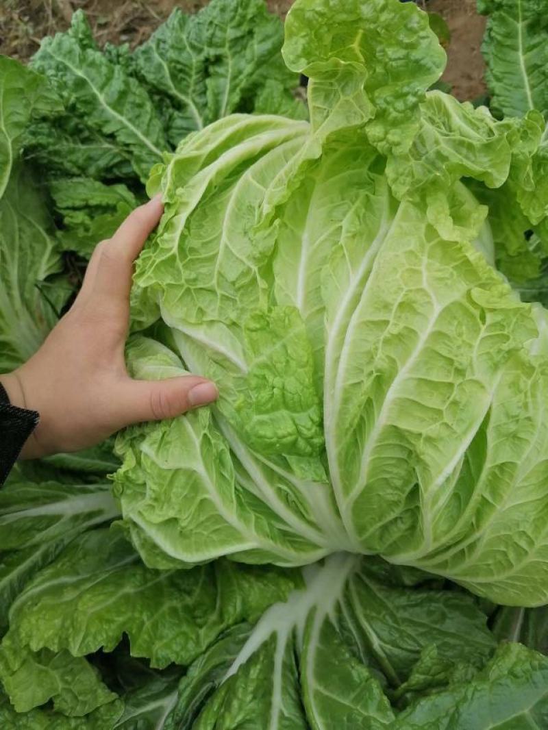 产地直供，东京868白菜，狮子头白菜，鸡腿大白菜
