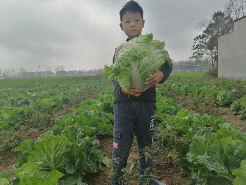 产地直供，东京868白菜，狮子头白菜，鸡腿大白菜