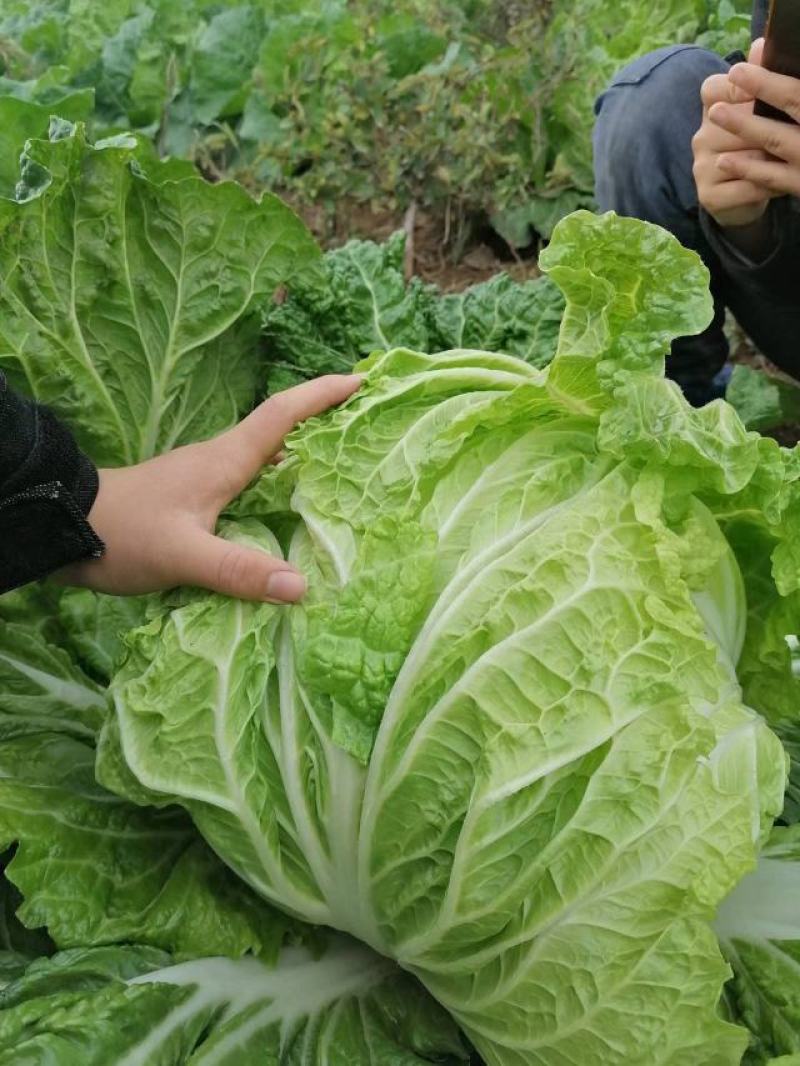 产地直供，东京868白菜，狮子头白菜，鸡腿大白菜