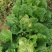 产地直供，东京868白菜，狮子头白菜，鸡腿大白菜