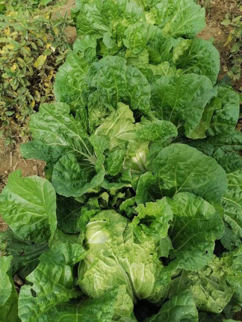 产地直供，东京868白菜，狮子头白菜，鸡腿大白菜