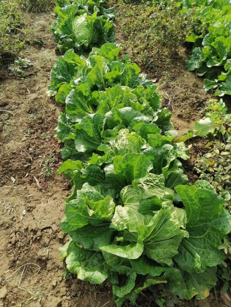产地直供，东京868白菜，狮子头白菜，鸡腿大白菜