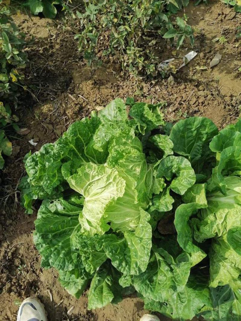 产地直供，东京868白菜，狮子头白菜，鸡腿大白菜
