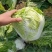 产地直供，东京868白菜，狮子头白菜，鸡腿大白菜